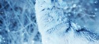SNOW AS ICE